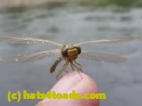 /home//u458753944/public_html/sourcegallery////////////Insects and small critters/dragonflies and damselflies/P1070102.JPG